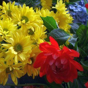 DAISIES ~ 8" X 10" photo